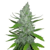 Fast Buds Seeds -  Sour Diesel (Autoflowering)