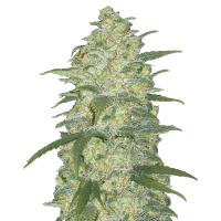 Fast Buds Seeds - White Widow (Autoflowering)
