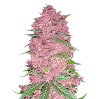 Fast Buds Seeds - Purple Lemonade (Autoflowering)