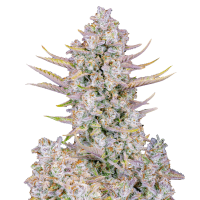 Fast Buds Seeds - Purple Punch (Autoflowering)