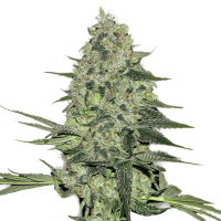 Fast Buds Seeds - Rhino Ryder (Autoflowering)