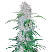 Fast Buds Seeds - Six Shooter (Autoflowering)
