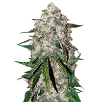 Fast Buds Seeds - Smoothie Auto (Autoflowering)