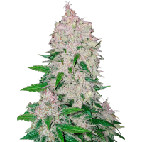 Fast Buds Seeds - Stardawg (Autoflowering)