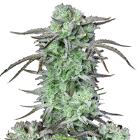 Fast Buds Seeds - Strawberry Banana (Autoflowering)