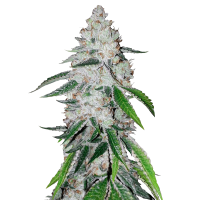 Fast Buds Seeds - West Coast OG (Autoflowering)