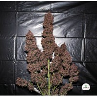 Fast Buds Seeds - C4 (Autoflowering)