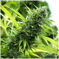 Humboldt - Banana Sapphire (Feminizált)
