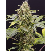 Humboldt - Chocolate Mint OG (Autoflowering)