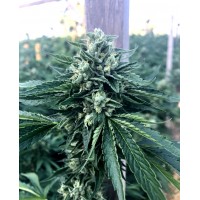 Humboldt - Cinnamon Buddha OG (Feminizált)