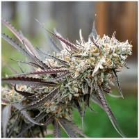Humboldt - Ice Cream Cake Fast Flowering (Feminizált)