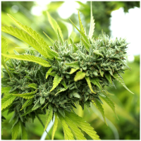 Humboldt - Mango OG (Autoflowering)