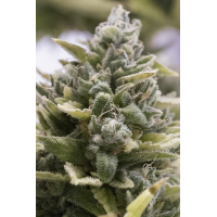 Humboldt - OG Kush (Autoflowering)