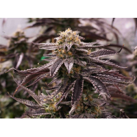 Humboldt - OGKZ (Autoflowering)