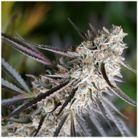 Humboldt - Peanut Butter Breath Fast Flowering (Feminizált)