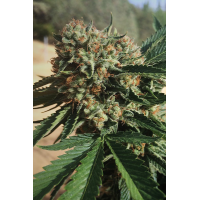 Humboldt - Sapphire OG (Feminizált)