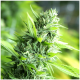 Humboldt - Banana Sapphire (Feminizált) kannabis mag