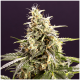 Humboldt - Chem Bomb (Autoflowering) kannabis mag