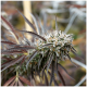 Humboldt - Florida Gaspack (Feminizált) kannabis mag