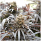 Humboldt - Ghost of NYC (Feminized seed) cannabis seeds