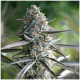 Humboldt - Pineapple Chem (Autoflowering) kannabis mag