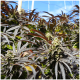 Humboldt - Runtz Fast Flowering (Feminizált) kannabis mag