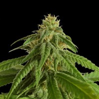 Kannabia Seeds - Afrodite (Feminizált)