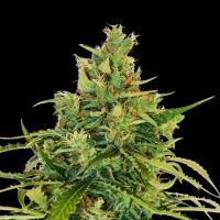 Kannabia Seeds - Amnesi-K Lemon (Feminizált)