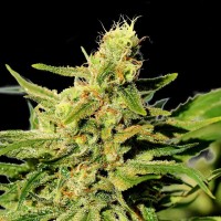 Kannabia Seeds - Bcn Diesel CBD (Feminizált)