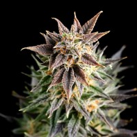Kannabia Seeds - Big Band (Feminizált)