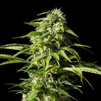 Kannabia Seeds - Big Bull (Feminizált)