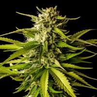 Kannabia Seeds - Break-up Cake (Feminizált)