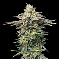 Kannabia Seeds - Cherry Dream (Feminizált)