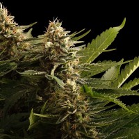 Kannabia Seeds - Colombian Jack (Feminizált)