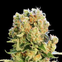Kannabia Seeds - Diesel Glue (Feminizált)