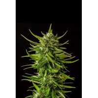 Kannabia Seeds - Dosidos (Feminizált)