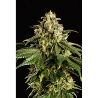 Kannabia Seeds - Dream Sherbet (Feminizált)