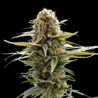 Kannabia Seeds - GSC (Feminizált)