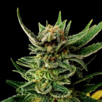 Kannabia Seeds - Gypsy Kush (Feminizált)