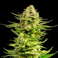 Kannabia Seeds - Indica Cream (Feminizált)