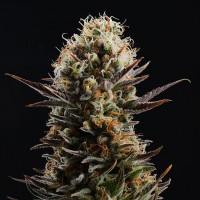 Kannabia Seeds - Kaboom (Feminizált)