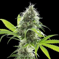 Kannabia Seeds - Kama Kush CBD (Feminizált)