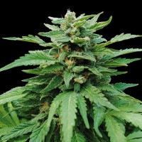 Kannabia Seeds - Karibbean Mango (Feminizált)