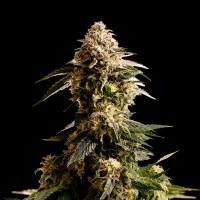Kannabia Seeds - Kiss (Feminizált)