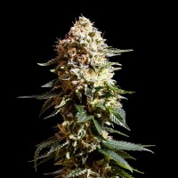 Kannabia Seeds - La Blanca (Feminizált)
