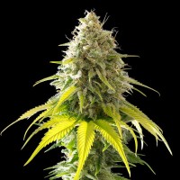 Kannabia Seeds - Mataro Blue (Feminizált)