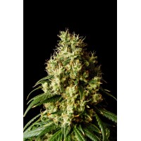 Kannabia Seeds - Mimosa Dream (Feminizált)