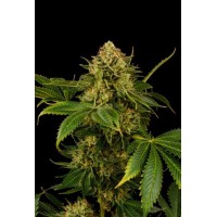 Kannabia Seeds - Monkey Grease (Feminizált)