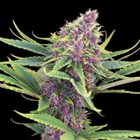 Kannabia Seeds - Purple Kush (Feminizált)