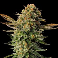 Kannabia Seeds - Russian Doll (Feminizált)